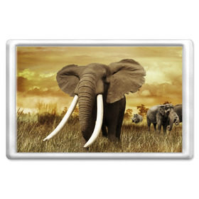 Магнит 45*70 с принтом Могучий слон в Екатеринбурге, Пластик | Размер: 78*52 мм; Размер печати: 70*45 | elephant | африка | бивни | джунгли | мамонт | савана | сафари | слон | хобот