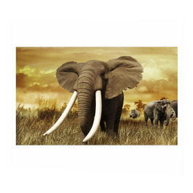 Бумага для упаковки 3D с принтом Могучий слон в Екатеринбурге, пластик и полированная сталь | круглая форма, металлическое крепление в виде кольца | elephant | африка | бивни | джунгли | мамонт | савана | сафари | слон | хобот