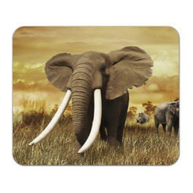 Коврик прямоугольный с принтом Могучий слон в Екатеринбурге, натуральный каучук | размер 230 х 185 мм; запечатка лицевой стороны | elephant | африка | бивни | джунгли | мамонт | савана | сафари | слон | хобот