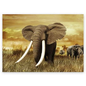 Поздравительная открытка с принтом Могучий слон в Екатеринбурге, 100% бумага | плотность бумаги 280 г/м2, матовая, на обратной стороне линовка и место для марки
 | elephant | африка | бивни | джунгли | мамонт | савана | сафари | слон | хобот
