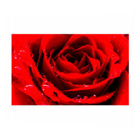 Бумага для упаковки 3D с принтом Роза в Екатеринбурге, пластик и полированная сталь | круглая форма, металлическое крепление в виде кольца | роза | розовая | розы | романтика | цветы