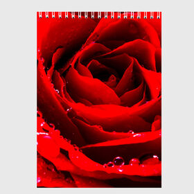 Скетчбук с принтом Роза в Екатеринбурге, 100% бумага
 | 48 листов, плотность листов — 100 г/м2, плотность картонной обложки — 250 г/м2. Листы скреплены сверху удобной пружинной спиралью | роза | розовая | розы | романтика | цветы