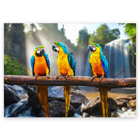 Поздравительная открытка с принтом Экзотические попугаи в Екатеринбурге, 100% бумага | плотность бумаги 280 г/м2, матовая, на обратной стороне линовка и место для марки
 | джунгли | клюв | острова | перья | попугай | птица | тропики | экзотика