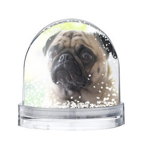 Снежный шар с принтом Мопс в Екатеринбурге, Пластик | Изображение внутри шара печатается на глянцевой фотобумаге с двух сторон | мопс | мопсы | собака | собаки