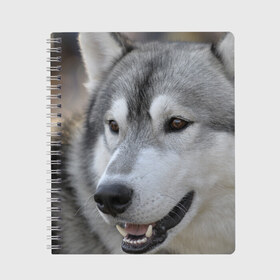Тетрадь с принтом Хаски в Екатеринбурге, 100% бумага | 48 листов, плотность листов — 60 г/м2, плотность картонной обложки — 250 г/м2. Листы скреплены сбоку удобной пружинной спиралью. Уголки страниц и обложки скругленные. Цвет линий — светло-серый
 | собака | собаки | хаски