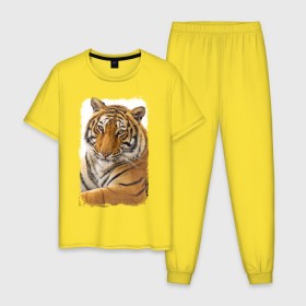 Мужская пижама хлопок с принтом Тигр (retro style) в Екатеринбурге, 100% хлопок | брюки и футболка прямого кроя, без карманов, на брюках мягкая резинка на поясе и по низу штанин
 | Тематика изображения на принте: tiger | дикая кошка | тигр | хищник