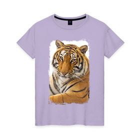 Женская футболка хлопок с принтом Тигр (retro style) в Екатеринбурге, 100% хлопок | прямой крой, круглый вырез горловины, длина до линии бедер, слегка спущенное плечо | tiger | дикая кошка | тигр | хищник