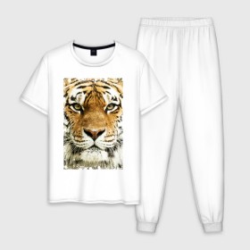 Мужская пижама хлопок с принтом Тигр (retro style) в Екатеринбурге, 100% хлопок | брюки и футболка прямого кроя, без карманов, на брюках мягкая резинка на поясе и по низу штанин
 | Тематика изображения на принте: tiger | дикая кошка | тигр | хищник