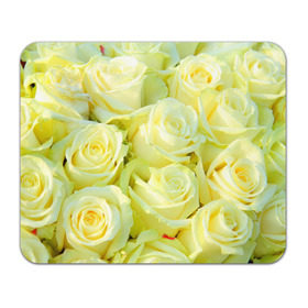 Коврик прямоугольный с принтом Белые розы в Екатеринбурге, натуральный каучук | размер 230 х 185 мм; запечатка лицевой стороны | лепесток | природа | роза | цветок | яркая