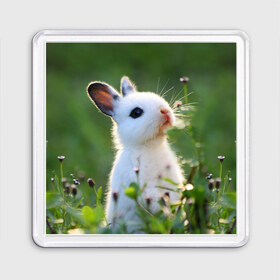 Магнит 55*55 с принтом Кролик в Екатеринбурге, Пластик | Размер: 65*65 мм; Размер печати: 55*55 мм | animal | baby | cute | flowers | fluffy | hare | lawn | little | meadow | rabbit | животное | заяц | кролик | луг | лужайка | маленький | малыш | милый | пушистый | цветы
