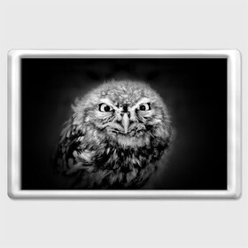 Магнит 45*70 с принтом Сова в Екатеринбурге, Пластик | Размер: 78*52 мм; Размер печати: 70*45 | beak | bird | eyes | fear | hypnosis | look | night | owl | predator | взгляд | гипноз | глаза | клюв | ночь | птица | сова | хищник