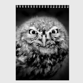 Скетчбук с принтом Сова в Екатеринбурге, 100% бумага
 | 48 листов, плотность листов — 100 г/м2, плотность картонной обложки — 250 г/м2. Листы скреплены сверху удобной пружинной спиралью | beak | bird | eyes | fear | hypnosis | look | night | owl | predator | взгляд | гипноз | глаза | клюв | ночь | птица | сова | хищник