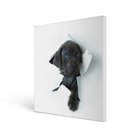 Холст квадратный с принтом щенок Кане Корсо в Екатеринбурге, 100% ПВХ |  | Тематика изображения на принте: animal | black | break | breed | dog | kid | paper | puppy | tear | torn | дог | животное | малыш | порода | прорыв | разрыв | рваная | собака | черный | щенок