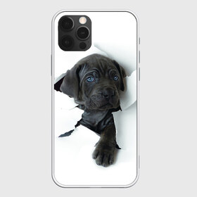 Чехол для iPhone 12 Pro Max с принтом щенок Кане Корсо в Екатеринбурге, Силикон |  | animal | black | break | breed | dog | kid | paper | puppy | tear | torn | дог | животное | малыш | порода | прорыв | разрыв | рваная | собака | черный | щенок