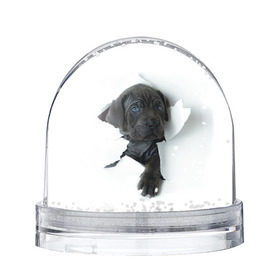 Снежный шар с принтом щенок Кане Корсо в Екатеринбурге, Пластик | Изображение внутри шара печатается на глянцевой фотобумаге с двух сторон | animal | black | break | breed | dog | kid | paper | puppy | tear | torn | дог | животное | малыш | порода | прорыв | разрыв | рваная | собака | черный | щенок