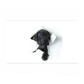 Бумага для упаковки 3D с принтом щенок Кане Корсо в Екатеринбурге, пластик и полированная сталь | круглая форма, металлическое крепление в виде кольца | animal | black | break | breed | dog | kid | paper | puppy | tear | torn | дог | животное | малыш | порода | прорыв | разрыв | рваная | собака | черный | щенок