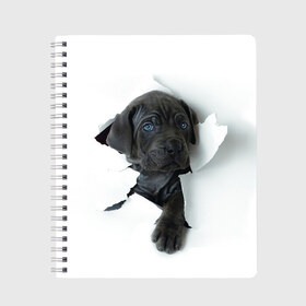 Тетрадь с принтом щенок Кане Корсо в Екатеринбурге, 100% бумага | 48 листов, плотность листов — 60 г/м2, плотность картонной обложки — 250 г/м2. Листы скреплены сбоку удобной пружинной спиралью. Уголки страниц и обложки скругленные. Цвет линий — светло-серый
 | Тематика изображения на принте: animal | black | break | breed | dog | kid | paper | puppy | tear | torn | дог | животное | малыш | порода | прорыв | разрыв | рваная | собака | черный | щенок