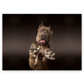Поздравительная открытка с принтом Кане корсо в Екатеринбурге, 100% бумага | плотность бумаги 280 г/м2, матовая, на обратной стороне линовка и место для марки
 | animal | breed | brown | dog | fear | jump | legs | throw | бросок | дог | животное | испуг | коричневый | лапы | порода | прыжок | собака