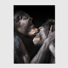 Постер с принтом Шимпанзе в Екатеринбурге, 100% бумага
 | бумага, плотность 150 мг. Матовая, но за счет высокого коэффициента гладкости имеет небольшой блеск и дает на свету блики, но в отличии от глянцевой бумаги не покрыта лаком | chimps | family | feelings | kiss | monkeys | primates | любовь | обезьяны | поцелуй | приматы | семья | чувства | шимпанзе