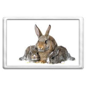 Магнит 45*70 с принтом Кролики в Екатеринбурге, Пластик | Размер: 78*52 мм; Размер печати: 70*45 | animals | bunnies | cute | eared | family | fluffy | kids | mom | rabbits | животные | зайцы | кролики | малыши | мама | милые | пушистые | семья | ушастые