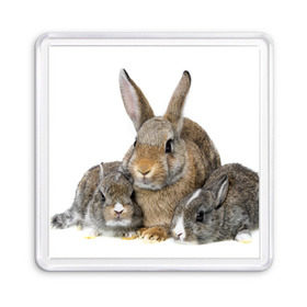 Магнит 55*55 с принтом Кролики в Екатеринбурге, Пластик | Размер: 65*65 мм; Размер печати: 55*55 мм | animals | bunnies | cute | eared | family | fluffy | kids | mom | rabbits | животные | зайцы | кролики | малыши | мама | милые | пушистые | семья | ушастые