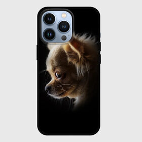 Чехол для iPhone 13 Pro с принтом Чихуахуа в Екатеринбурге,  |  | Тематика изображения на принте: голова животного | прикольные картинки | собака | чихуахуа | щенок