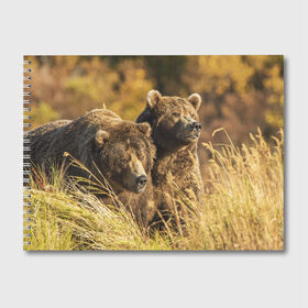 Альбом для рисования с принтом Медведи в Екатеринбурге, 100% бумага
 | матовая бумага, плотность 200 мг. | животные | лес | медведи | охота | природа | туризм