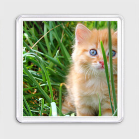 Магнит 55*55 с принтом Рыжий голубоглазый котёнок в Екатеринбурге, Пластик | Размер: 65*65 мм; Размер печати: 55*55 мм | Тематика изображения на принте: 