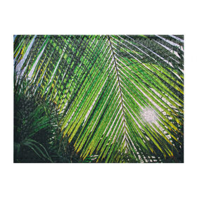 Обложка для студенческого билета с принтом пальмы в Екатеринбурге, натуральная кожа | Размер: 11*8 см; Печать на всей внешней стороне | Тематика изображения на принте: sea | summer | берег | лето | море | океан | отдых | пальмы | пляж | солнце