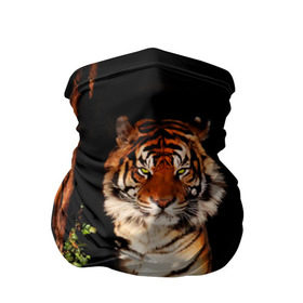 Бандана-труба 3D с принтом Тигр в Екатеринбурге, 100% полиэстер, ткань с особыми свойствами — Activecool | плотность 150‒180 г/м2; хорошо тянется, но сохраняет форму | Тематика изображения на принте: дикая кошка | лес | природа | тигр | хищник