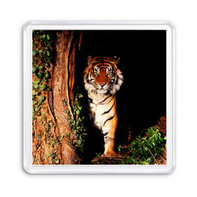 Магнит 55*55 с принтом Тигр в Екатеринбурге, Пластик | Размер: 65*65 мм; Размер печати: 55*55 мм | Тематика изображения на принте: дикая кошка | лес | природа | тигр | хищник