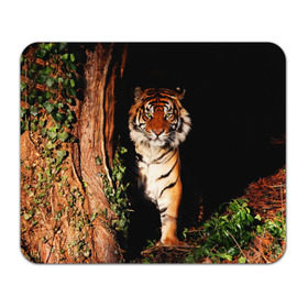 Коврик прямоугольный с принтом Тигр в Екатеринбурге, натуральный каучук | размер 230 х 185 мм; запечатка лицевой стороны | Тематика изображения на принте: дикая кошка | лес | природа | тигр | хищник
