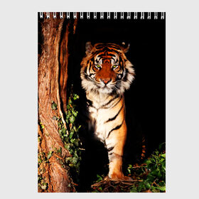 Скетчбук с принтом Тигр в Екатеринбурге, 100% бумага
 | 48 листов, плотность листов — 100 г/м2, плотность картонной обложки — 250 г/м2. Листы скреплены сверху удобной пружинной спиралью | дикая кошка | лес | природа | тигр | хищник