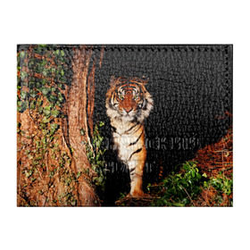 Обложка для студенческого билета с принтом Тигр в Екатеринбурге, натуральная кожа | Размер: 11*8 см; Печать на всей внешней стороне | Тематика изображения на принте: дикая кошка | лес | природа | тигр | хищник