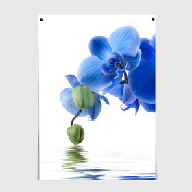Постер с принтом Веточка орхидеи в Екатеринбурге, 100% бумага
 | бумага, плотность 150 мг. Матовая, но за счет высокого коэффициента гладкости имеет небольшой блеск и дает на свету блики, но в отличии от глянцевой бумаги не покрыта лаком | ветка | красота | нежность | орхидея | природа | растение | фауна | цветок | цветы