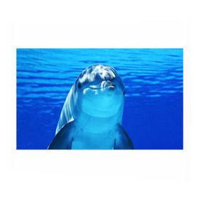 Бумага для упаковки 3D с принтом Дельфин в Екатеринбурге, пластик и полированная сталь | круглая форма, металлическое крепление в виде кольца | Тематика изображения на принте: вода | дельфин | море | отдых | отпуск | подводный мир | туризм