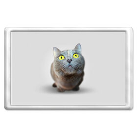 Магнит 45*70 с принтом Удивлённый кот в Екатеринбурге, Пластик | Размер: 78*52 мм; Размер печати: 70*45 | Тематика изображения на принте: киска | кот | кошка