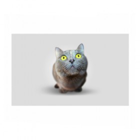 Бумага для упаковки 3D с принтом Удивлённый кот в Екатеринбурге, пластик и полированная сталь | круглая форма, металлическое крепление в виде кольца | Тематика изображения на принте: киска | кот | кошка
