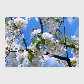 Магнитный плакат 3Х2 с принтом Вишнёвый цвет в Екатеринбурге, Полимерный материал с магнитным слоем | 6 деталей размером 9*9 см | весна | вишня | лепестки | прикольные картинки | цветение | цветы