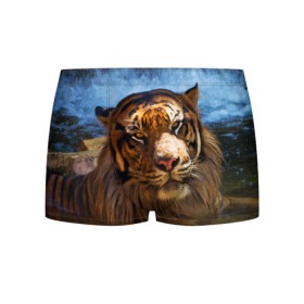 Мужские трусы 3D с принтом Тигр в Екатеринбурге, 50% хлопок, 50% полиэстер | классическая посадка, на поясе мягкая тканевая резинка | вода | дикая кошка | природа | тигр | хищник