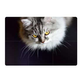 Магнитный плакат 3Х2 с принтом Жёлтые глаза в Екатеринбурге, Полимерный материал с магнитным слоем | 6 деталей размером 9*9 см | взгляд | глаза | голова животного | киска | кот | котёнок | кошка | прикольные картинки