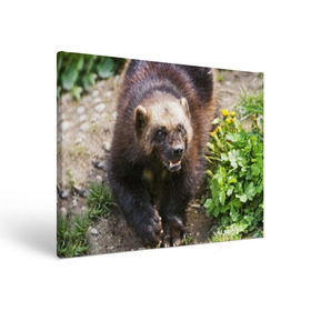 Холст прямоугольный с принтом Росомаха в Екатеринбурге, 100% ПВХ |  | животные | лес | медведи | охота | природа | туризм