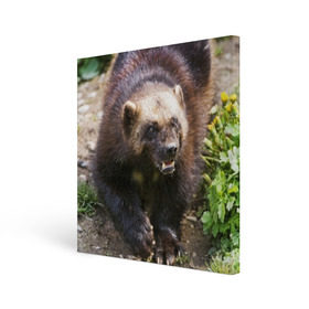 Холст квадратный с принтом Росомаха в Екатеринбурге, 100% ПВХ |  | животные | лес | медведи | охота | природа | туризм