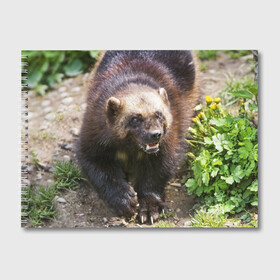 Альбом для рисования с принтом Росомаха в Екатеринбурге, 100% бумага
 | матовая бумага, плотность 200 мг. | Тематика изображения на принте: животные | лес | медведи | охота | природа | туризм