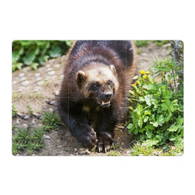 Магнитный плакат 3Х2 с принтом Росомаха в Екатеринбурге, Полимерный материал с магнитным слоем | 6 деталей размером 9*9 см | животные | лес | медведи | охота | природа | туризм