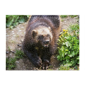 Обложка для студенческого билета с принтом Росомаха в Екатеринбурге, натуральная кожа | Размер: 11*8 см; Печать на всей внешней стороне | животные | лес | медведи | охота | природа | туризм