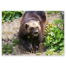 Поздравительная открытка с принтом Росомаха в Екатеринбурге, 100% бумага | плотность бумаги 280 г/м2, матовая, на обратной стороне линовка и место для марки
 | животные | лес | медведи | охота | природа | туризм