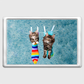 Магнит 45*70 с принтом Мейн-кун 1 в Екатеринбурге, Пластик | Размер: 78*52 мм; Размер печати: 70*45 | Тематика изображения на принте: кот | котенок | котик | котэ | кошка | мейн кун | мейнкун | мэйн кун | мэйнкун