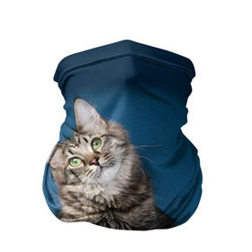 Бандана-труба 3D с принтом Мейн-кун 2 в Екатеринбурге, 100% полиэстер, ткань с особыми свойствами — Activecool | плотность 150‒180 г/м2; хорошо тянется, но сохраняет форму | кот | котенок | котик | котэ | кошка | мейн кун | мейнкун | мэйн кун | мэйнкун