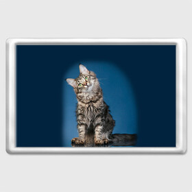 Магнит 45*70 с принтом Мейн-кун 2 в Екатеринбурге, Пластик | Размер: 78*52 мм; Размер печати: 70*45 | Тематика изображения на принте: кот | котенок | котик | котэ | кошка | мейн кун | мейнкун | мэйн кун | мэйнкун